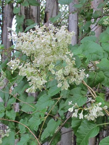 Fallopia baldschuanica 